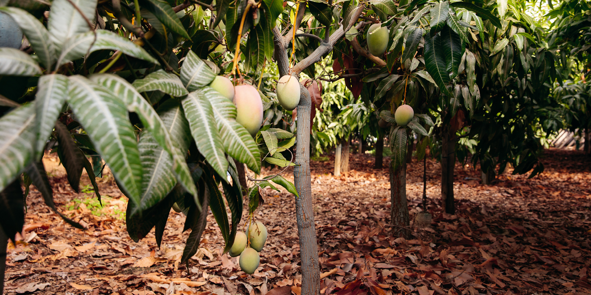 Mango plantation